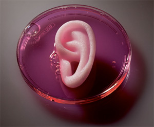 Bioartificial organs
